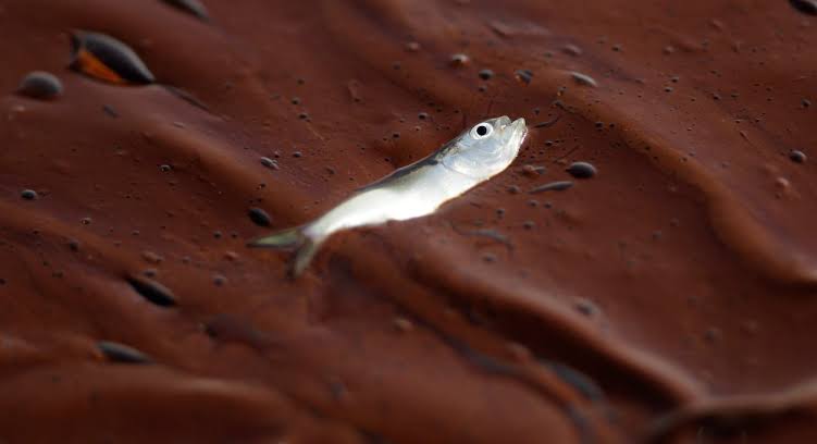 Deepwater Horizon Oil Spill Continues to Harm Gulf of Mexico Marine Life, Study Finds