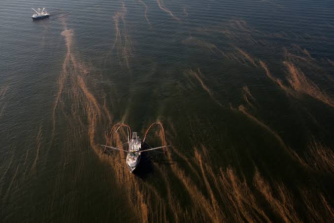 Deepwater Horizon Oil Spill Continues to Harm Gulf of Mexico Marine Life, Study Finds